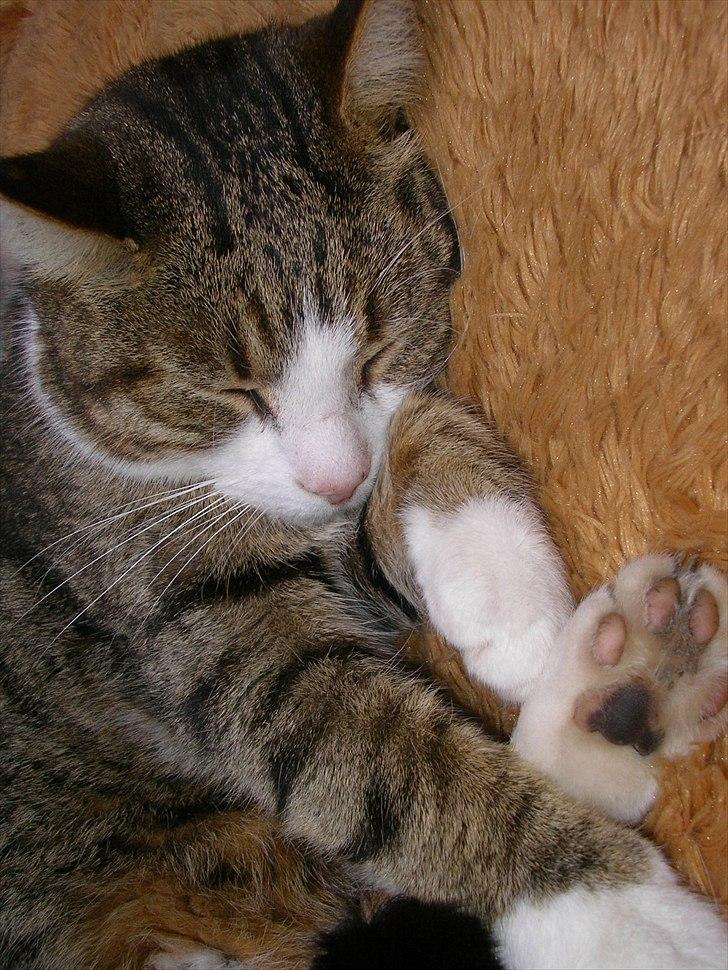 Blanding af racer Mille - Savnes. billede 5