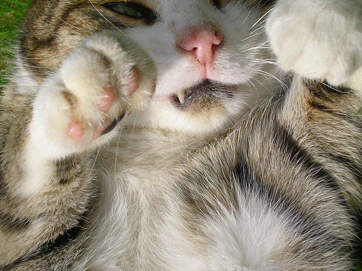 Blanding af racer Mille - Savnes. billede 6