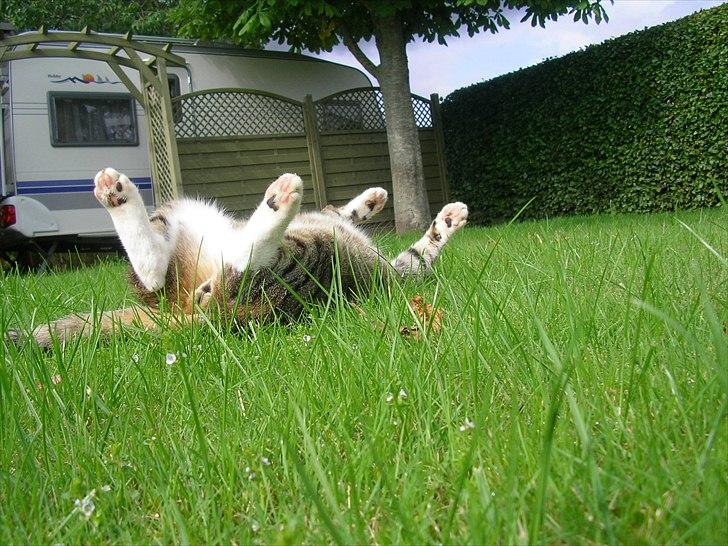 Blanding af racer Mille - Savnes. billede 7