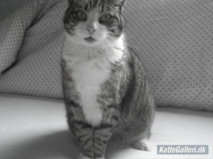 Blanding af racer Mille - Savnes. billede 9