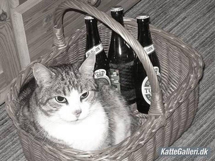 Blanding af racer Mille - Savnes. billede 10