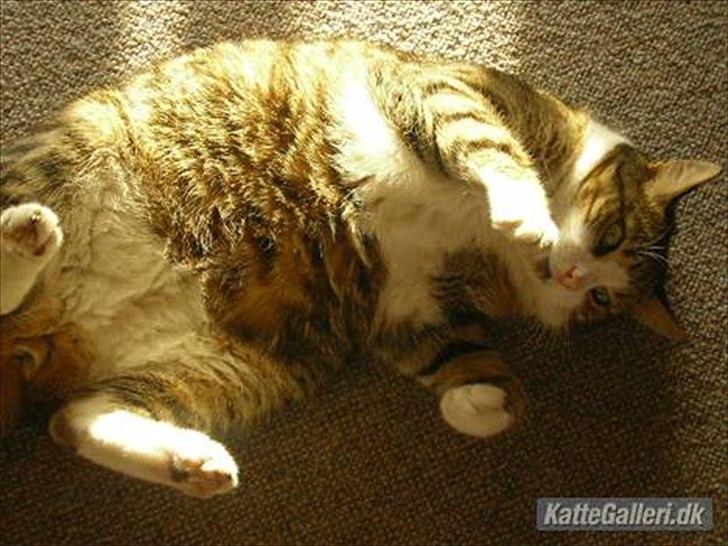 Blanding af racer Mille - Savnes. billede 11