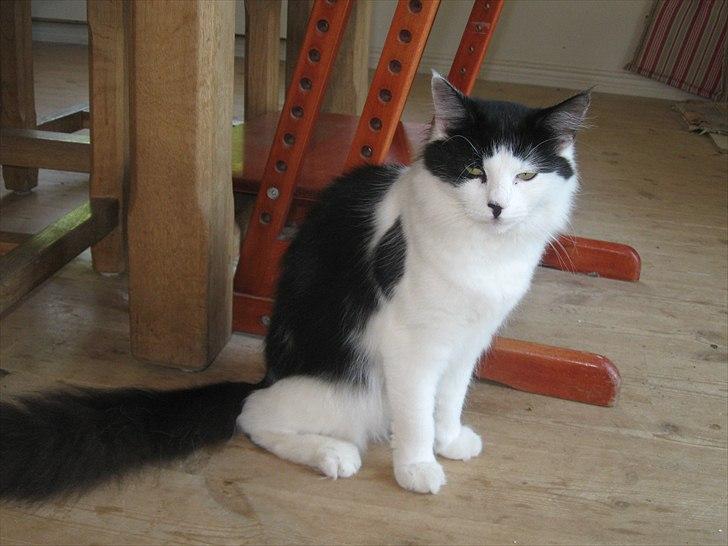 Maine Coon jazz billede 1