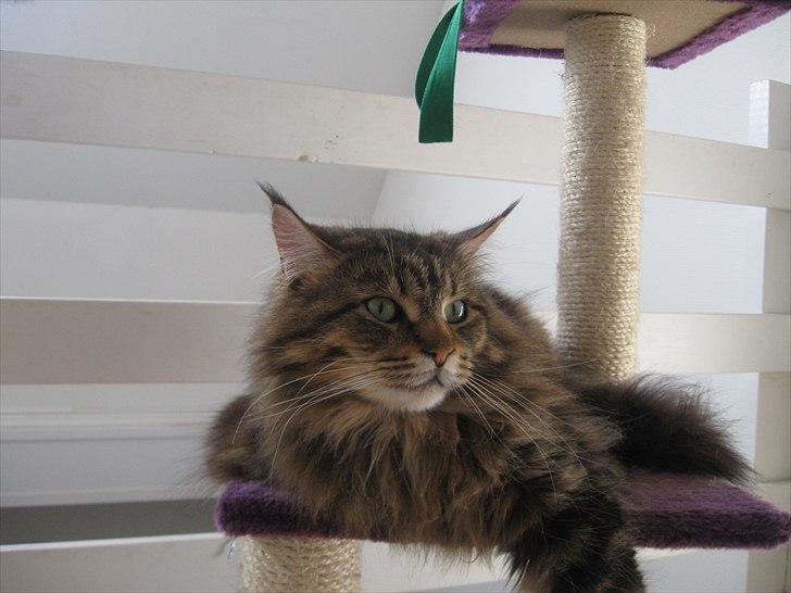 Maine Coon dark billede 1