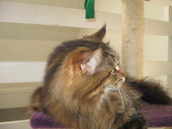 Maine Coon dark billede 2