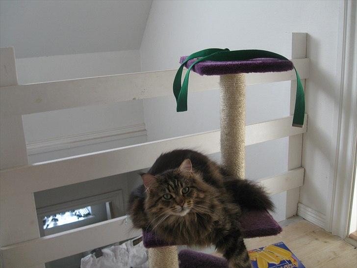 Maine Coon dark billede 3