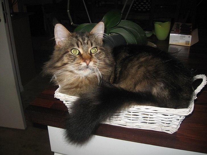 Maine Coon dark billede 4