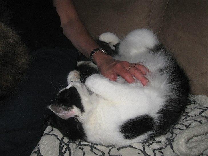 Maine Coon jazz billede 2