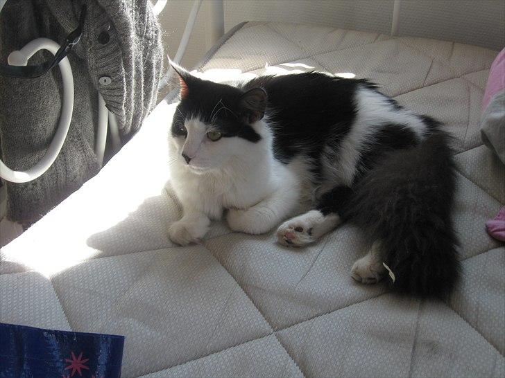 Maine Coon jazz billede 3