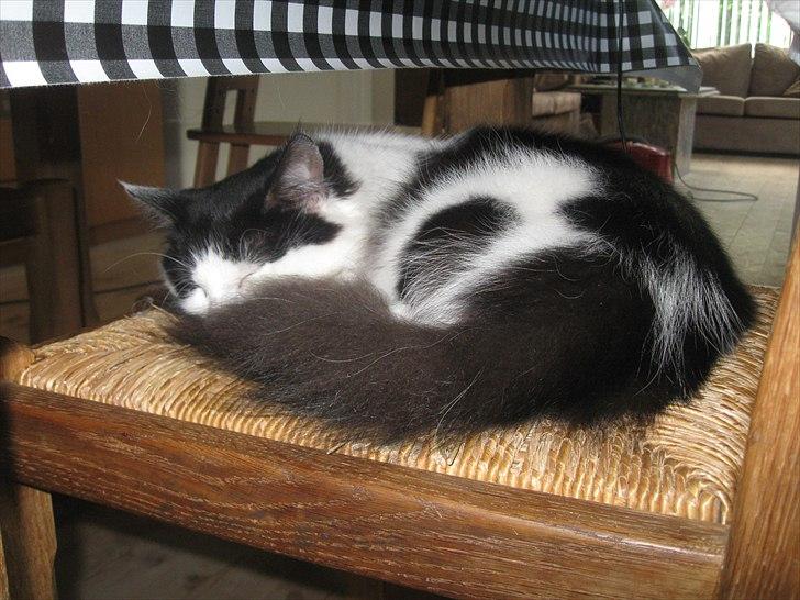 Maine Coon jazz billede 4