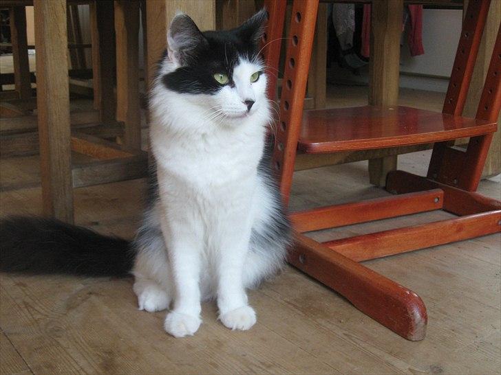 Maine Coon jazz billede 5