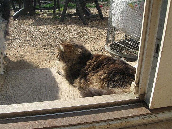 Maine Coon dark billede 5