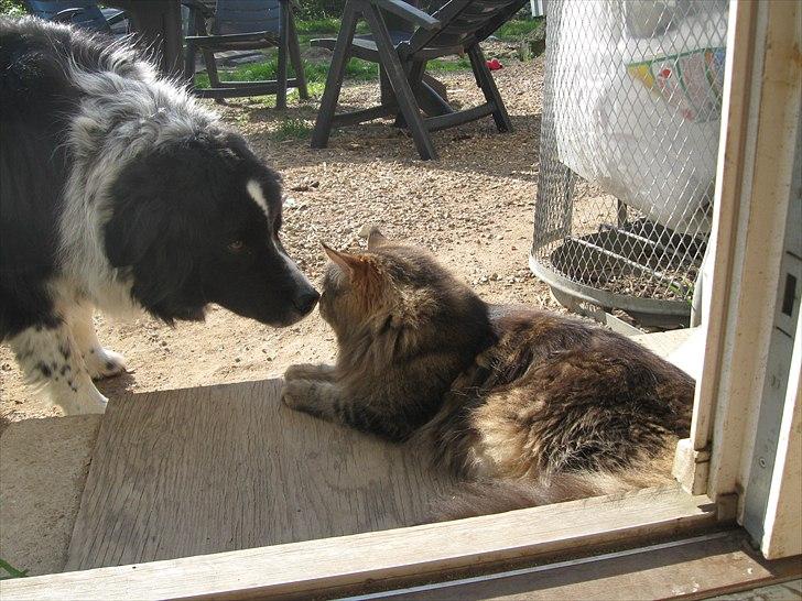 Maine Coon dark billede 6