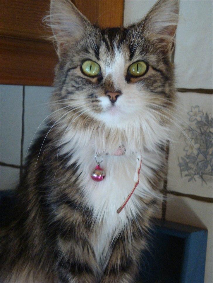 Blanding af racer Vina billede 1