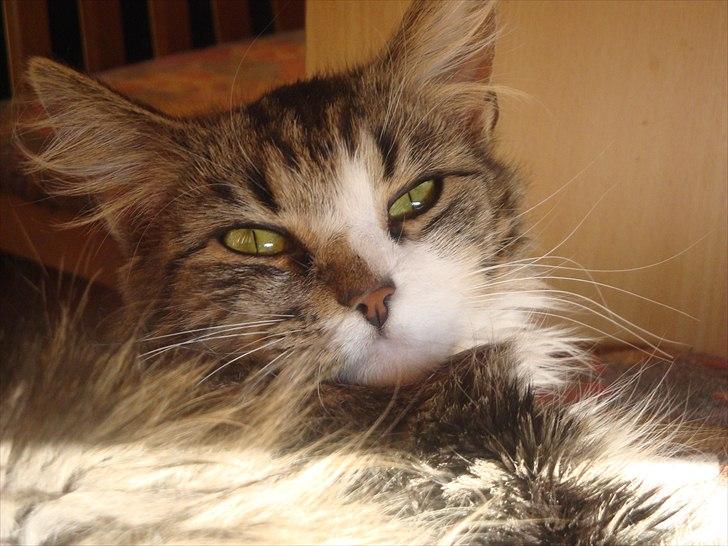 Blanding af racer Vina billede 2