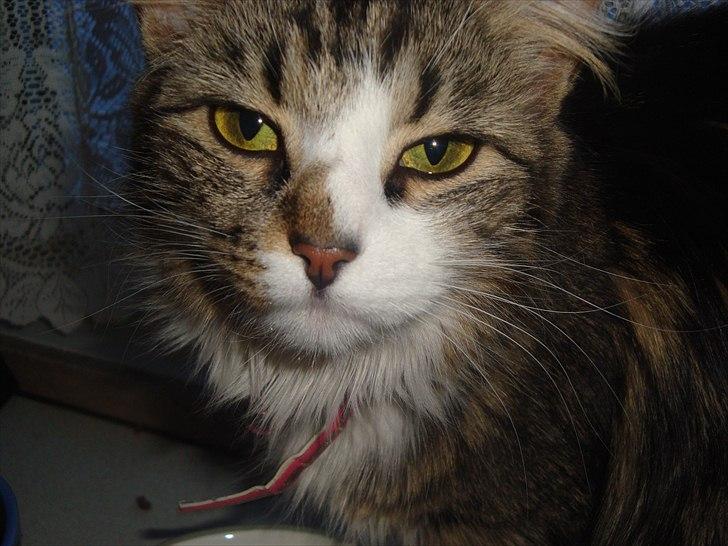 Blanding af racer Vina billede 3