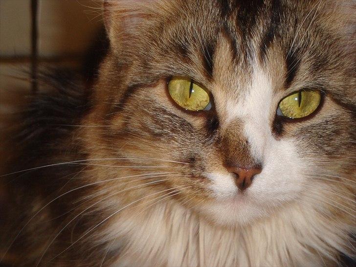 Blanding af racer Vina billede 4