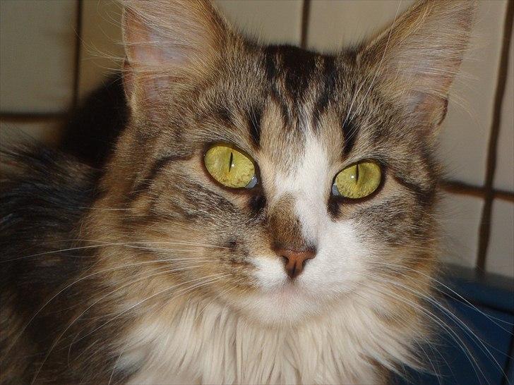 Blanding af racer Vina billede 5