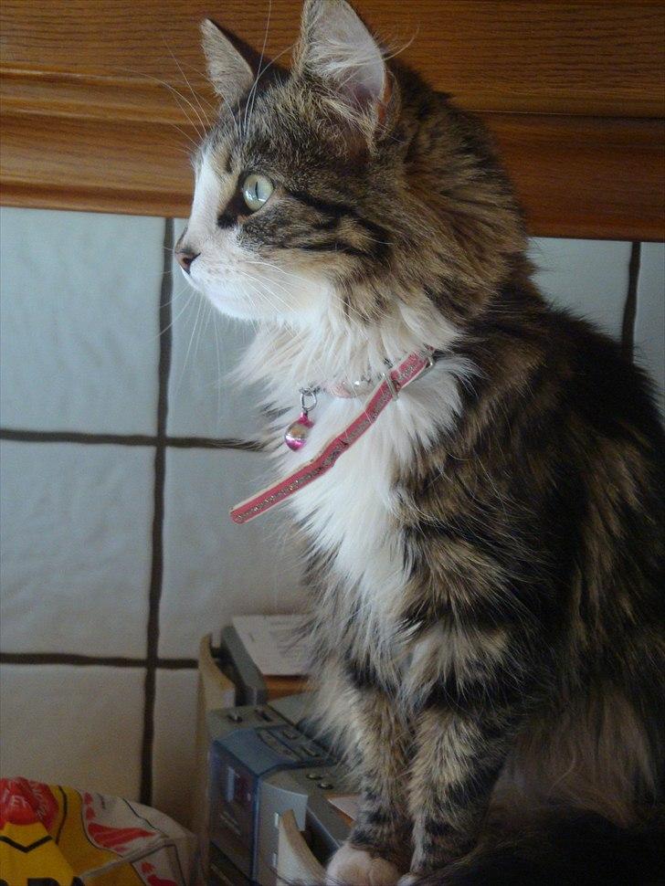 Blanding af racer Vina billede 6