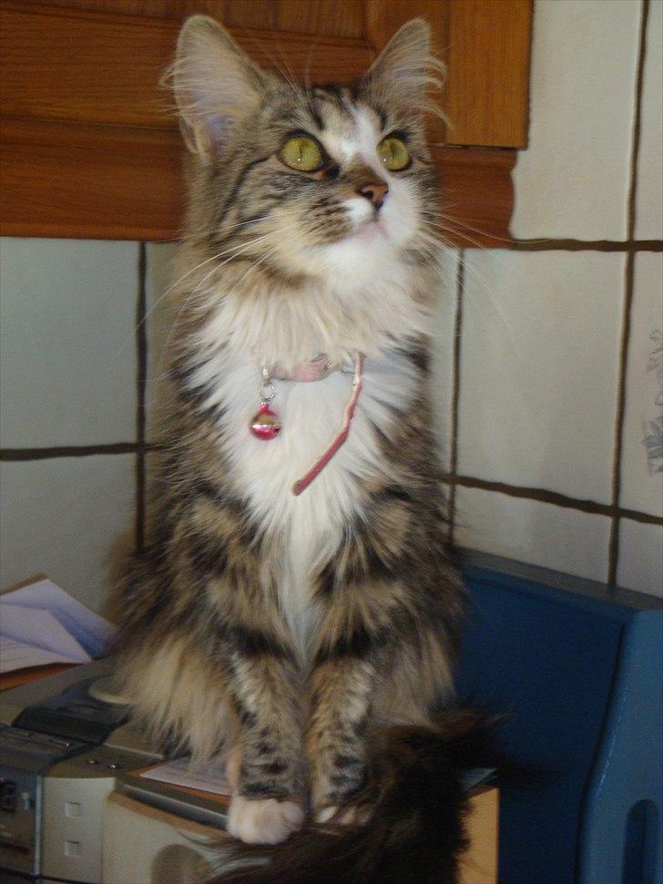 Blanding af racer Vina billede 7