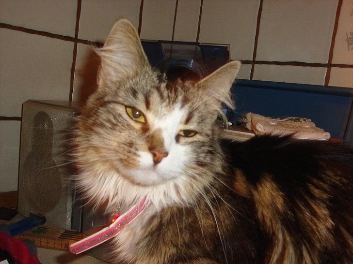 Blanding af racer Vina billede 8