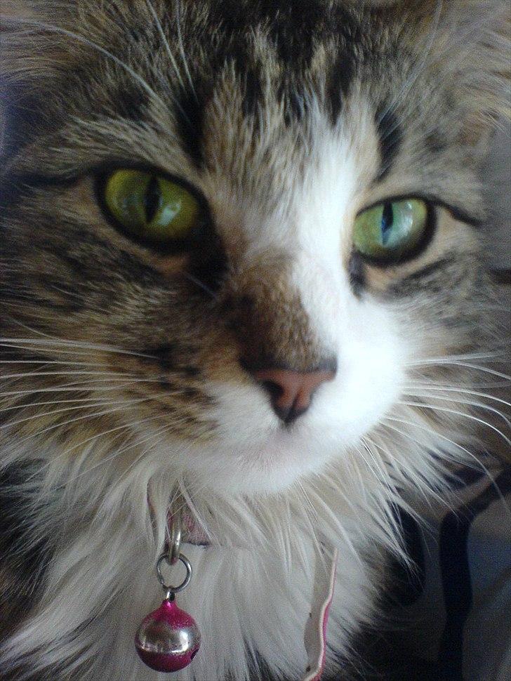 Blanding af racer Vina billede 9