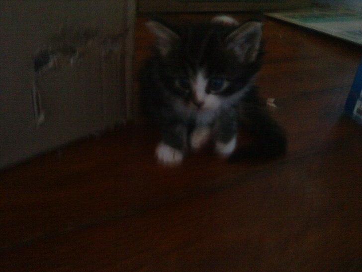 Blanding af racer Vina - baby vina billede 10