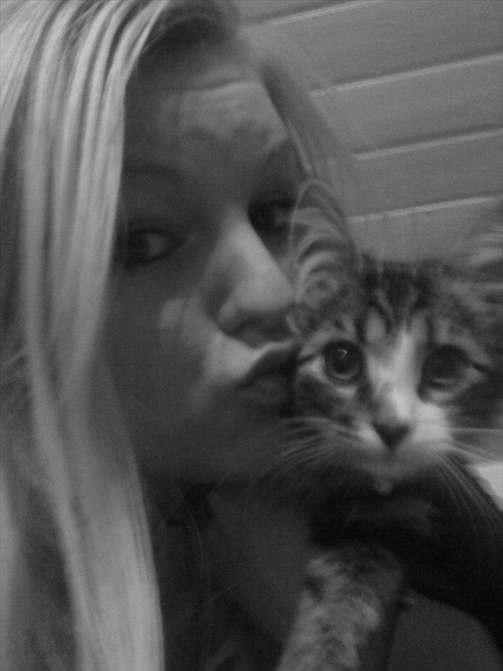 Blanding af racer Vina billede 11