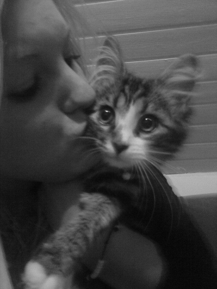 Blanding af racer Vina billede 12