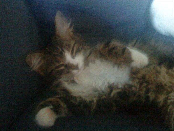 Blanding af racer Vina billede 14