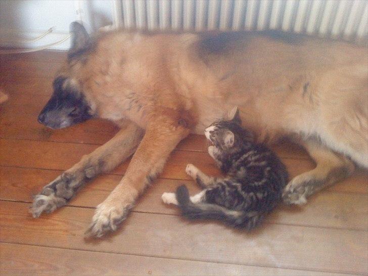 Blanding af racer Vina - vina og afdøde paka sexana billede 15