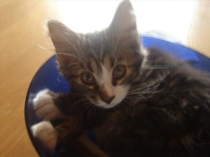 Blanding af racer Vina billede 16