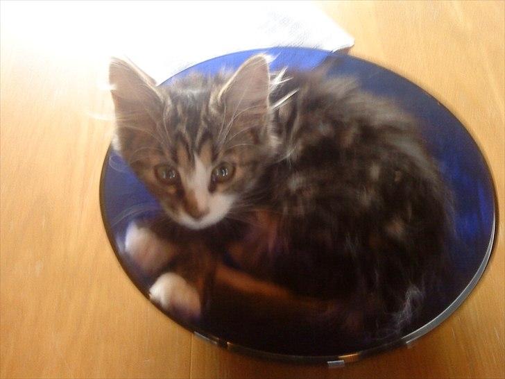 Blanding af racer Vina billede 17