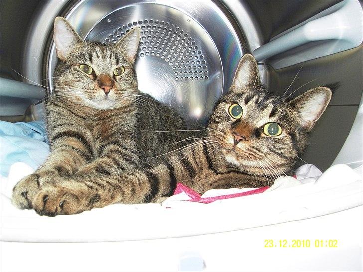 Blanding af racer Don Ø <3 R.I.P. :'( billede 3