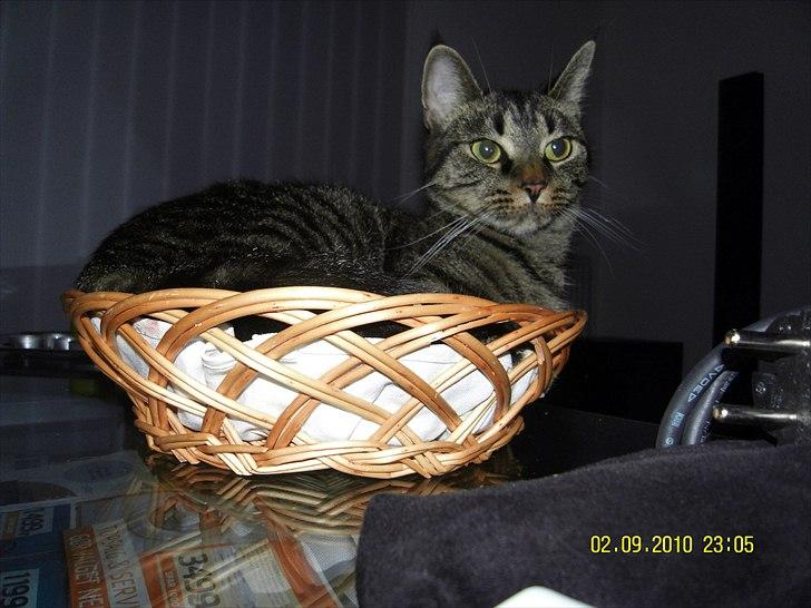 Blanding af racer Don Ø <3 R.I.P. :'( billede 4