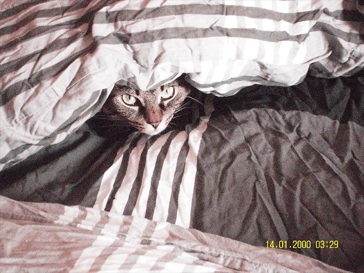 Blanding af racer Don Ø <3 R.I.P. :'( billede 5