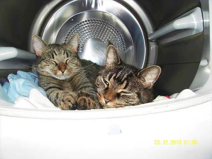 Blanding af racer Don Ø <3 R.I.P. :'( billede 6