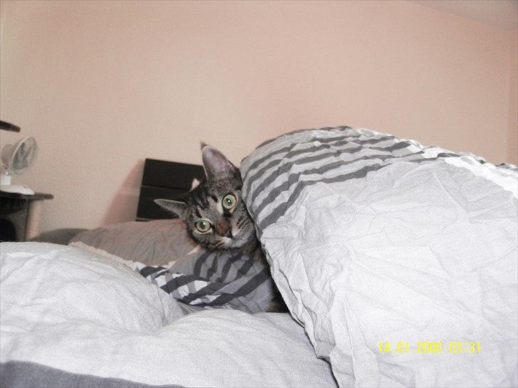 Blanding af racer Don Ø <3 R.I.P. :'( billede 7