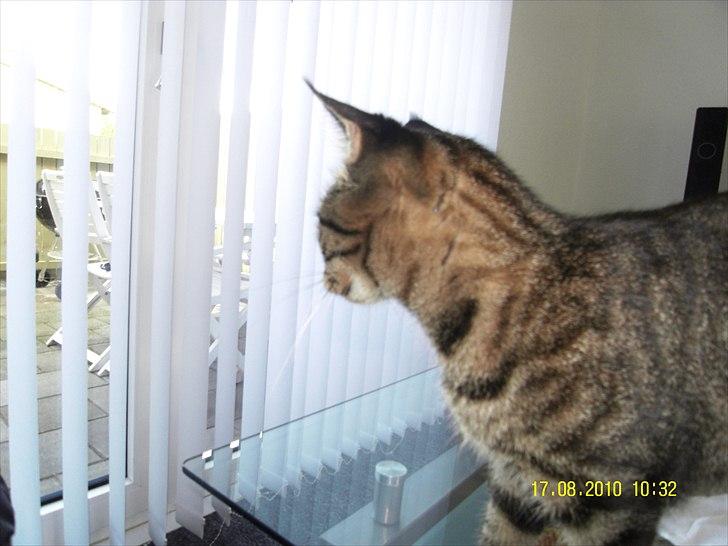 Blanding af racer Don Ø <3 R.I.P. :'( billede 8