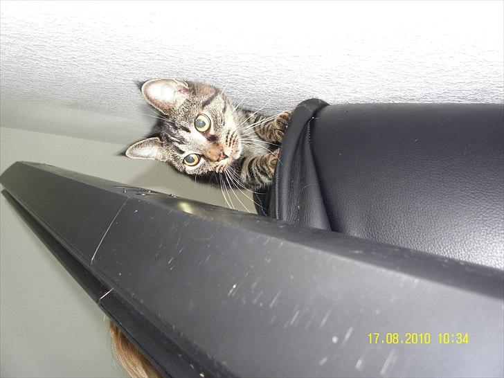 Blanding af racer Don Ø <3 R.I.P. :'( billede 9