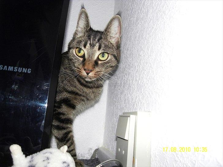 Blanding af racer Don Ø <3 R.I.P. :'( billede 10