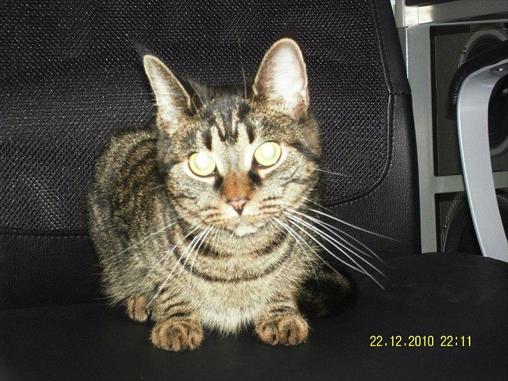 Blanding af racer Don Ø <3 R.I.P. :'( billede 11