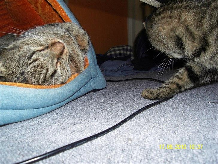 Blanding af racer Mogens billede 7