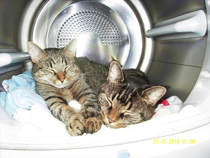 Blanding af racer Mogens billede 9