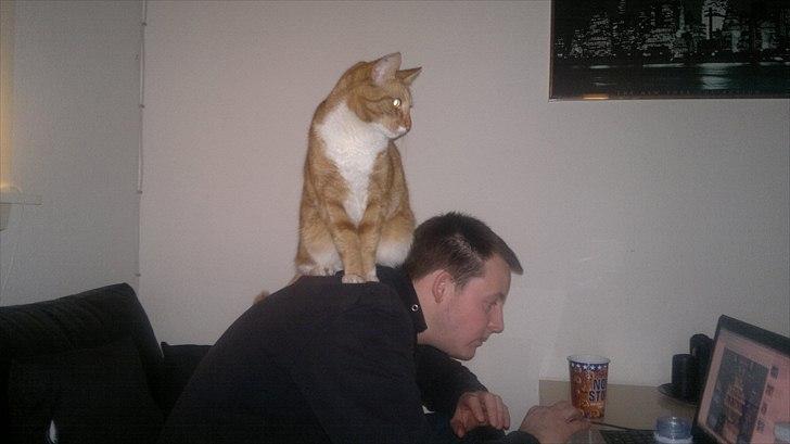 Huskat Herman 'Hermie' - Hvad laver du far? billede 10