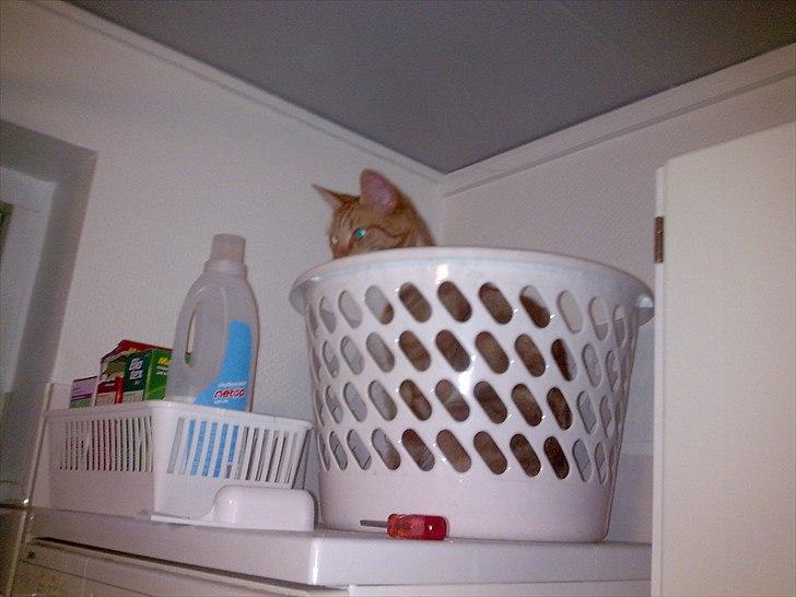 Huskat Herman 'Hermie' - Skal være med til det hele billede 12