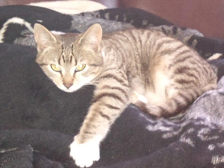 Huskat R.I.P Odin - Odin - Huskat . 100% Kærlig og sød billede 2