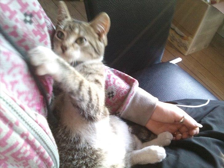 Huskat R.I.P Odin - heh billede 3