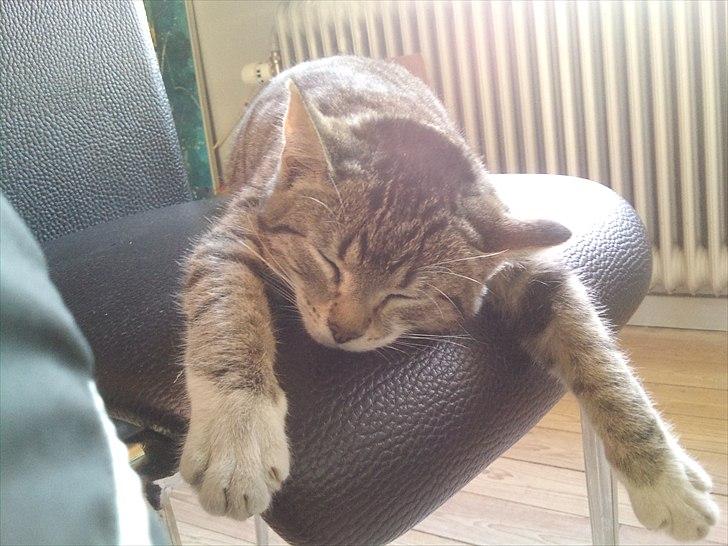 Huskat R.I.P Odin - så står den på afslapning billede 4