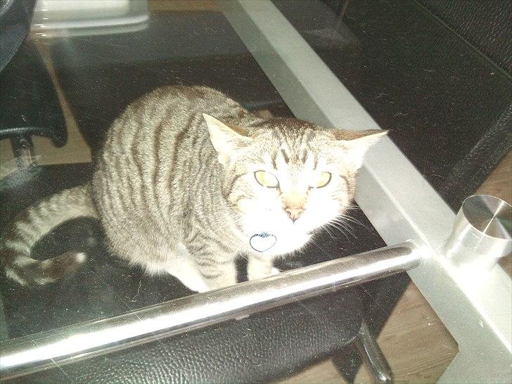 Huskat R.I.P Odin - Han troed han kunne komme igennem glasbordet :b billede 5